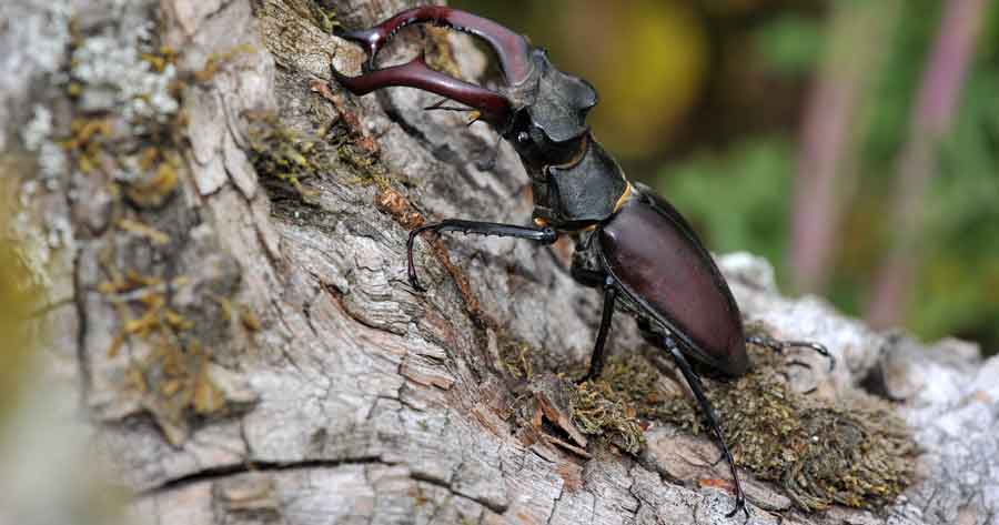 les lucanes cerfs-volants dans leurs milieux naturels 