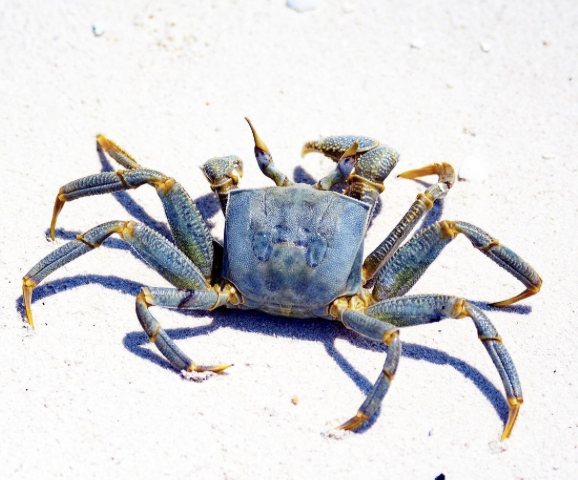 crabe bleu sur une plage