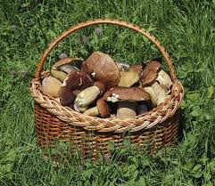 Un panier en osier rempli de champignons sauvages variés, posé sur une pelouse verte, illustrant une cueillette traditionnelle de champignons en pleine nature.