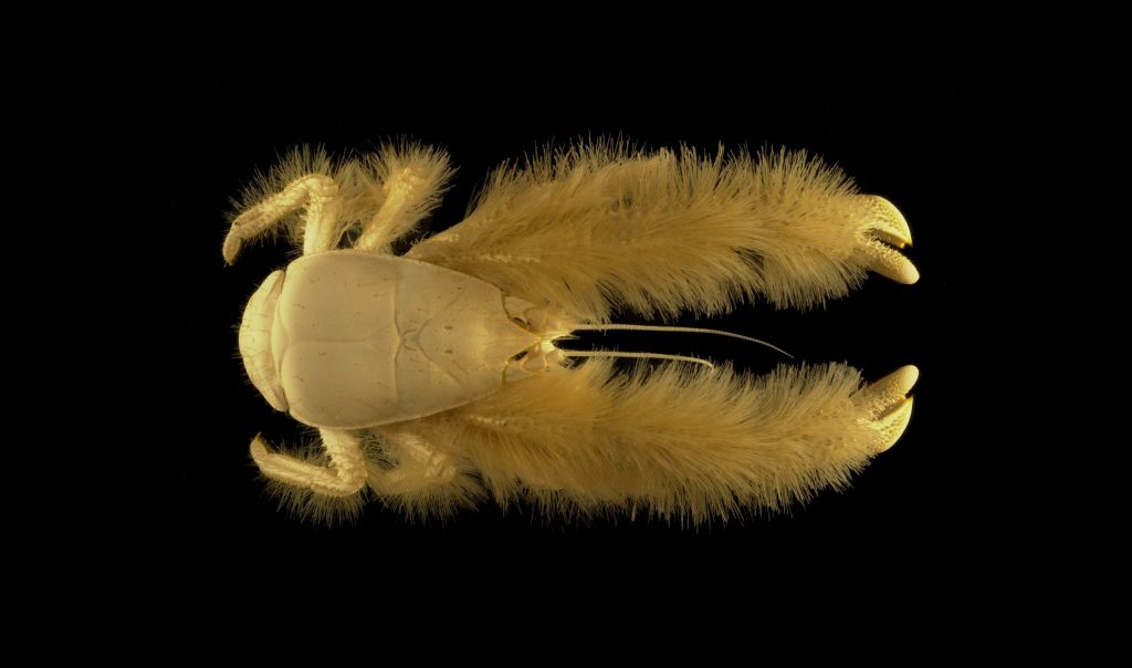 crabe blanc et jaunâtre avec de grandes pinces et des poils