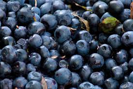 Un gros plan sur des myrtilles fraîches, petites baies bleu foncé à violet, juteuses et parfumées, illustrant un fruit sauvage riche en antioxydants et vitamines, souvent utilisé en cuisine et en pâtisserie.